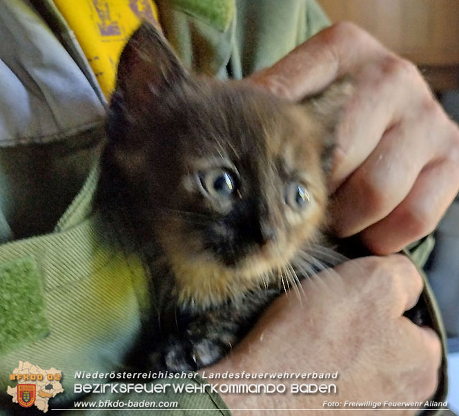 20220406 Katzenbaby hinter Küchenzeile aufgefunden  Foto: Freiwillige Feuerwehr Alland