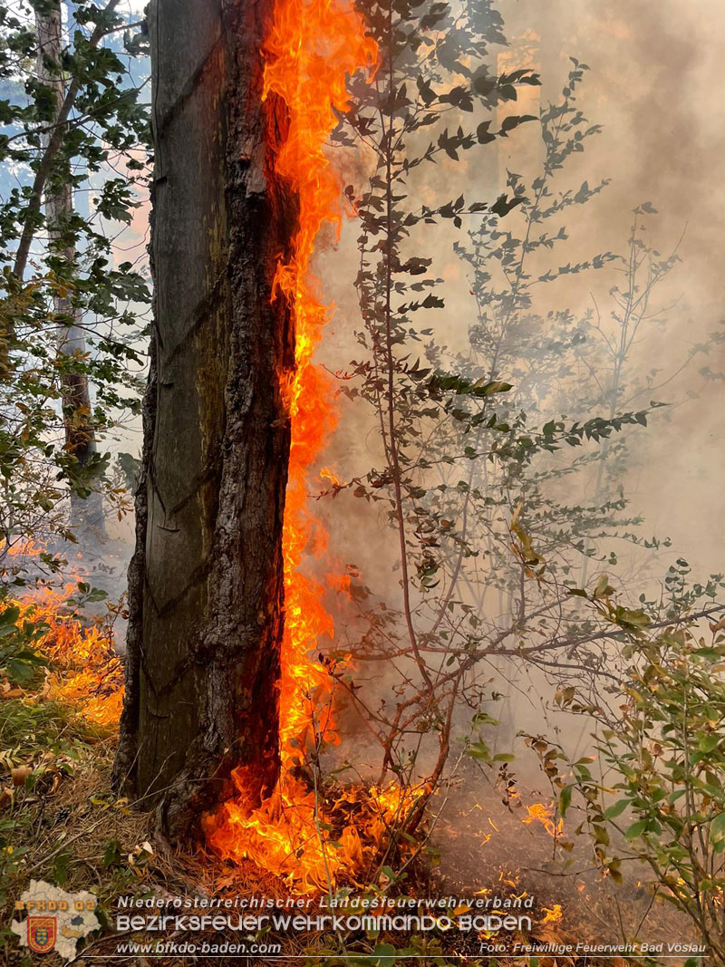 20220820 Alarmstufe 3 bei Waldbrand am Harzberg   Foto: FF Bad Vöslau
