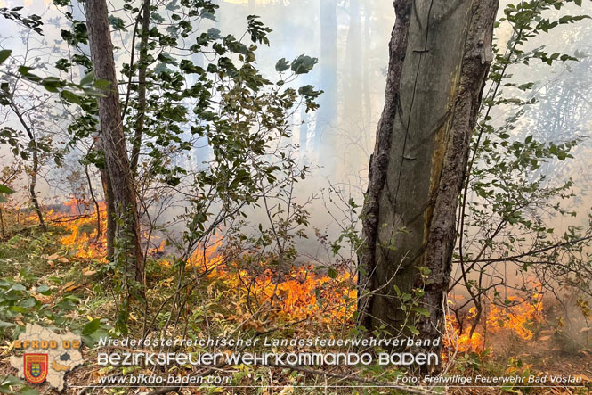 20220820 Alarmstufe 3 bei Waldbrand am Harzberg   Foto: FF Bad Vöslau