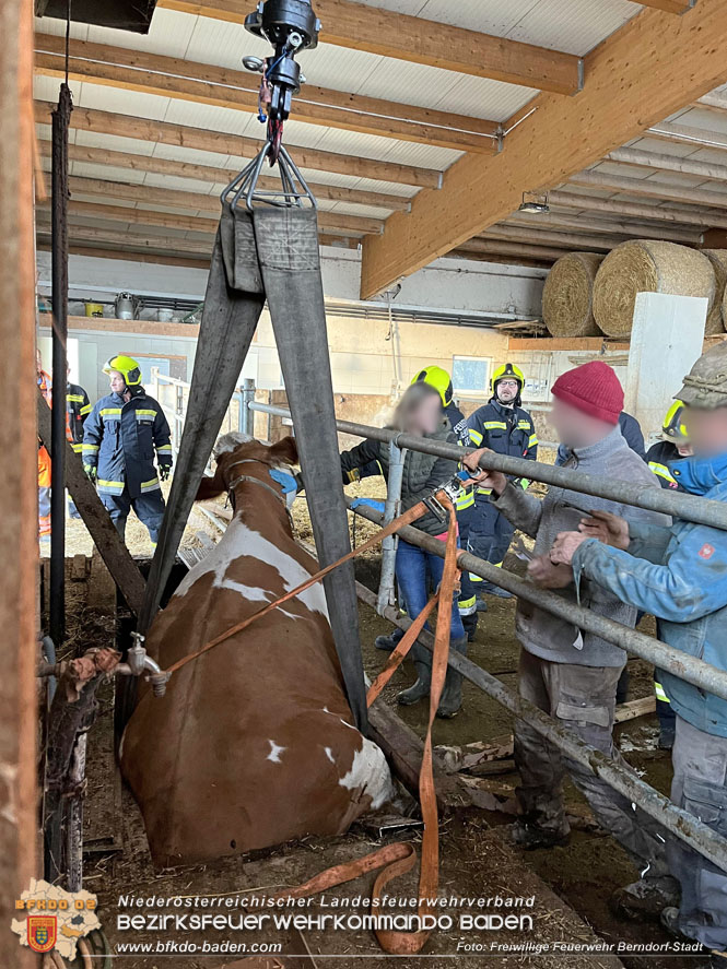 20221108 Trächtige Kuh drohte in Hernstein in Güllegrube zu stürzen Foto: P. Schiffner Freiwillige Feuerwehr Berndorf-Stadt 20221108 Trächtige Kuh drohte in Hernstein in Güllegrube zu stürzen Foto: P. Schiffner Freiwillige Feuerwehr Berndorf-Stadt