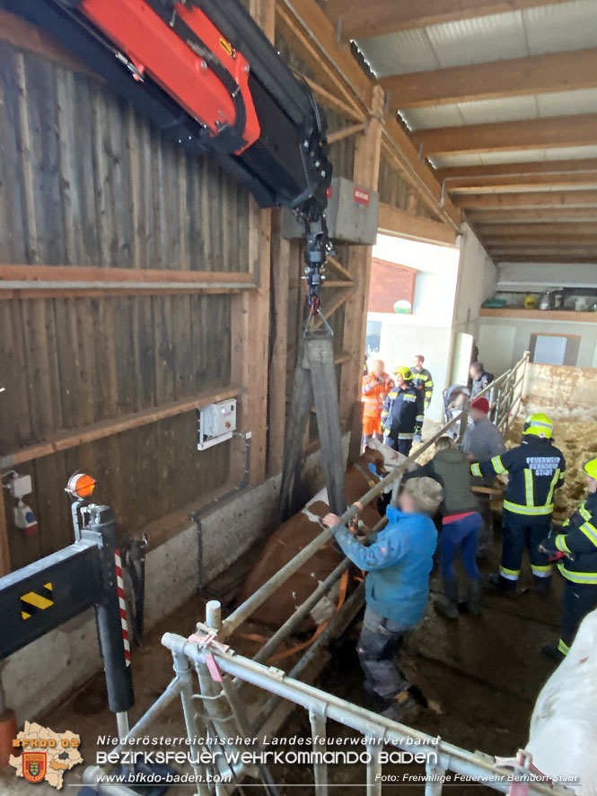 20221108 Trächtige Kuh drohte in Hernstein in Güllegrube zu stürzen Foto: D. Schönthaler Freiwillige Feuerwehr Berndorf-Stadt 20221108 Trächtige Kuh drohte in Hernstein in Güllegrube zu stürzen Foto: D. Schönthaler Freiwillige Feuerwehr Berndorf-Stadt
