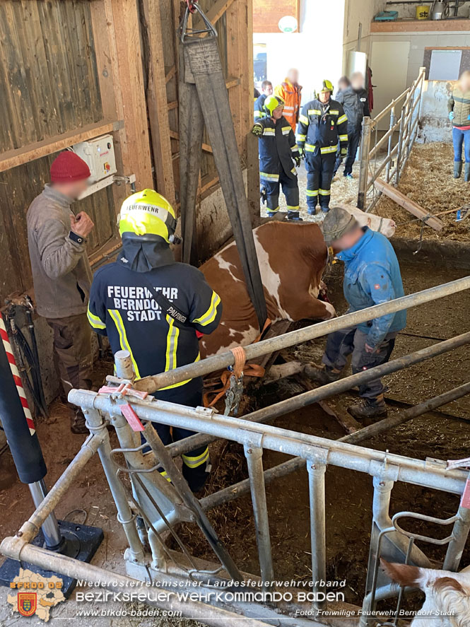 20221108 Trächtige Kuh drohte in Hernstein in Güllegrube zu stürzen Foto: D. Schönthaler Freiwillige Feuerwehr Berndorf-Stadt 20221108 Trächtige Kuh drohte in Hernstein in Güllegrube zu stürzen Foto: D. Schönthaler Freiwillige Feuerwehr Berndorf-Stadt