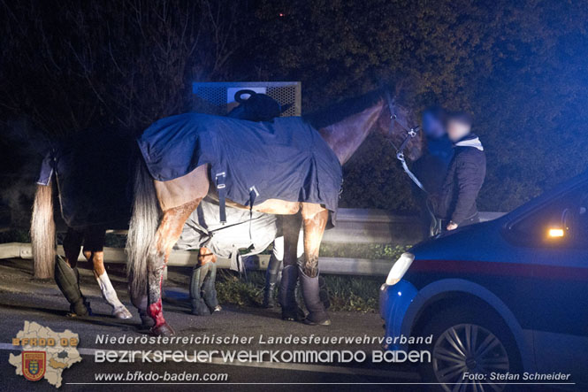 20221125 Gefährliche Situation nach Unfall mit Pferdeanhänger auf der A3 zwischen Pottendorf NÖ und Hornstein BGLD   Foto: Stefan Schneider BFKDO BADEN