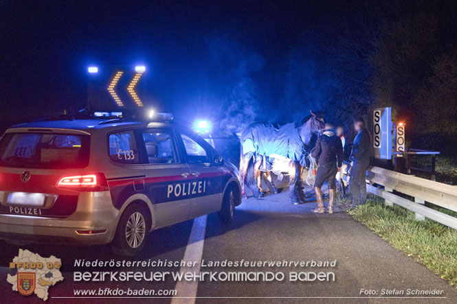 20221125 Gefährliche Situation nach Unfall mit Pferdeanhänger auf der A3 zwischen Pottendorf NÖ und Hornstein BGLD   Foto: Stefan Schneider BFKDO BADEN