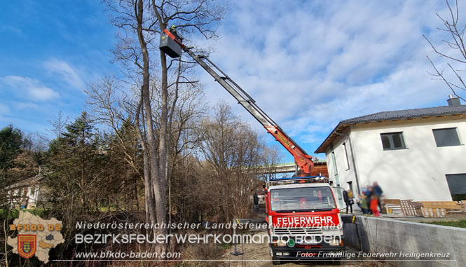 20221225 Der Feuerwehr-Klassiker Katze auf Baum"  Foto: Freiwillige Feuerwehr Heiligenkreuz
