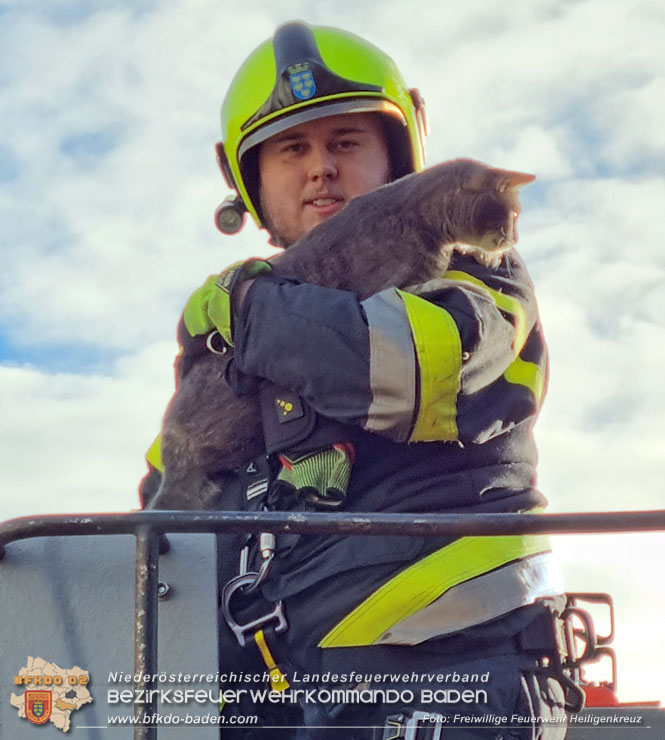 20221225 Der Feuerwehr-Klassiker Katze auf Baum"  Foto: Freiwillige Feuerwehr Heiligenkreuz