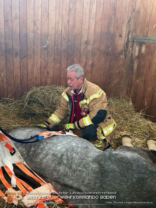 20230113 Pferd von Feuerwehr wieder auf die Beine gebracht  Foto: Thomas Lenger Monatsrevue.at