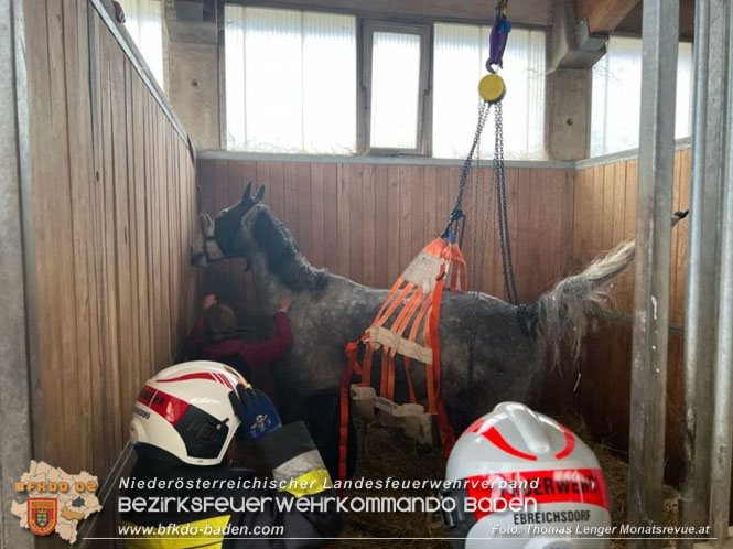 20230113 Pferd von Feuerwehr wieder auf die Beine gebracht  Foto: Thomas Lenger Monatsrevue.at