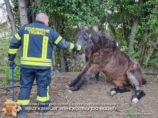 20230405 Pferd aus misslicher Lage gerettet in Trumau  Foto: Freiwillige Feuerwehr Trumau