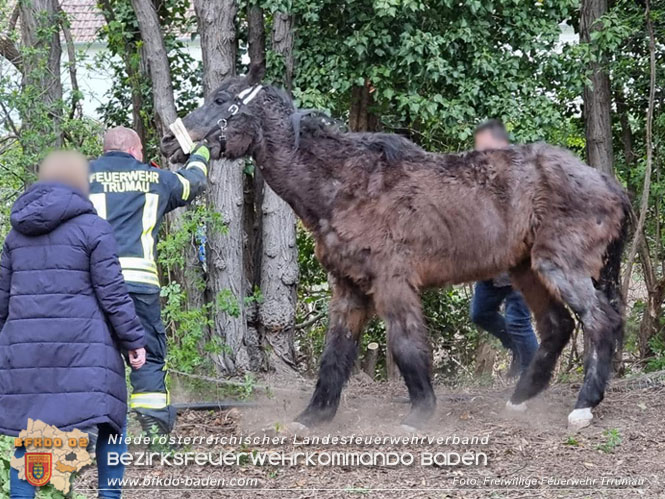 20230405 Pferd aus misslicher Lage gerettet in Trumau  Foto: Freiwillige Feuerwehr Trumau