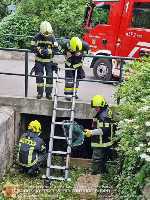 20230507 Feuerwehr befreit Biber aus Notlage in Baden  Foto: Freiwillige Feuerwehr Baden-Stadt