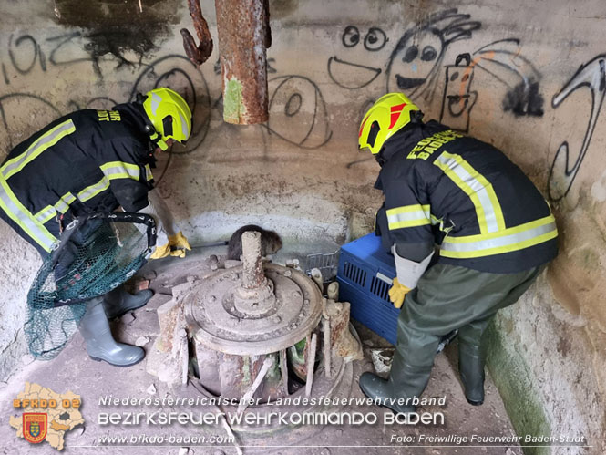 20230507 Feuerwehr befreit Biber aus Notlage in Baden Foto: Freiwillige Feuerwehr Baden-Stadt 20230507 Feuerwehr befreit Biber aus Notlage in Baden Foto: Freiwillige Feuerwehr Baden-Stadt