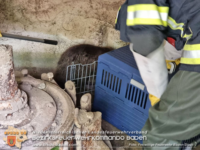 20230507 Feuerwehr befreit Biber aus Notlage in Baden Foto: Freiwillige Feuerwehr Baden-Stadt 20230507 Feuerwehr befreit Biber aus Notlage in Baden Foto: Freiwillige Feuerwehr Baden-Stadt