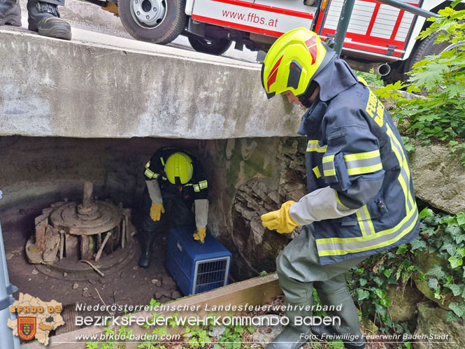 20230507 Feuerwehr befreit Biber aus Notlage in Baden Foto: Freiwillige Feuerwehr Baden-Stadt 20230507 Feuerwehr befreit Biber aus Notlage in Baden Foto: Freiwillige Feuerwehr Baden-Stadt