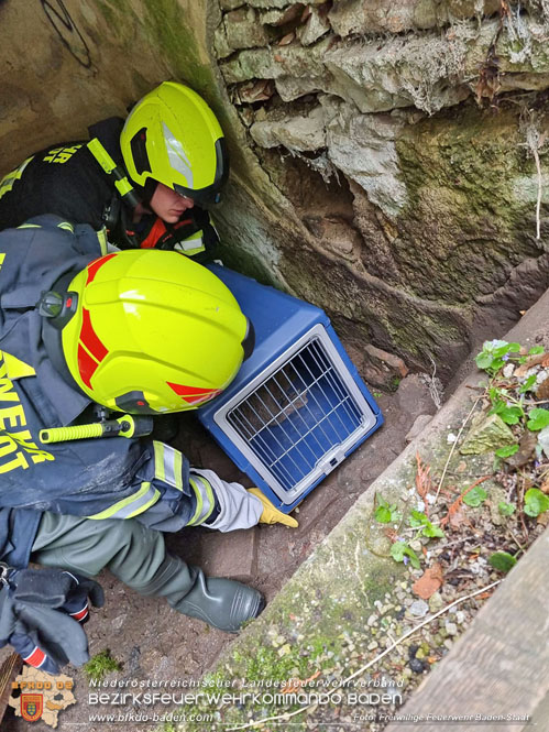 20230507 Feuerwehr befreit Biber aus Notlage in Baden Foto: Freiwillige Feuerwehr Baden-Stadt 20230507 Feuerwehr befreit Biber aus Notlage in Baden Foto: Freiwillige Feuerwehr Baden-Stadt