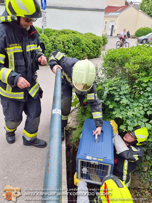 20230507 Feuerwehr befreit Biber aus Notlage in Baden Foto: Freiwillige Feuerwehr Baden-Stadt 20230507 Feuerwehr befreit Biber aus Notlage in Baden Foto: Freiwillige Feuerwehr Baden-Stadt