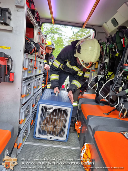 20230507 Feuerwehr befreit Biber aus Notlage in Baden Foto: Freiwillige Feuerwehr Baden-Stadt 20230507 Feuerwehr befreit Biber aus Notlage in Baden Foto: Freiwillige Feuerwehr Baden-Stadt