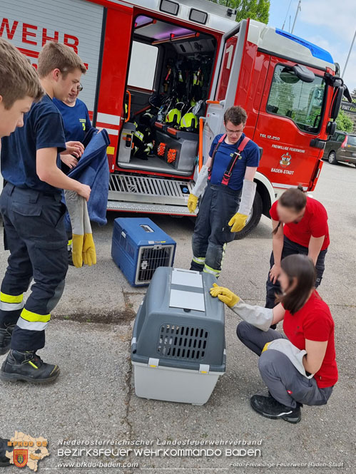 20230507 Feuerwehr befreit Biber aus Notlage in Baden Foto: Freiwillige Feuerwehr Baden-Stadt 20230507 Feuerwehr befreit Biber aus Notlage in Baden Foto: Freiwillige Feuerwehr Baden-Stadt