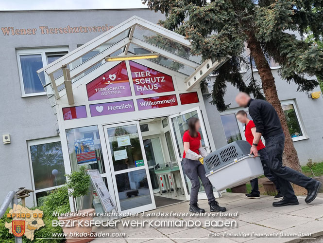20230507 Feuerwehr befreit Biber aus Notlage in Baden  Foto: Freiwillige Feuerwehr Baden-Stadt