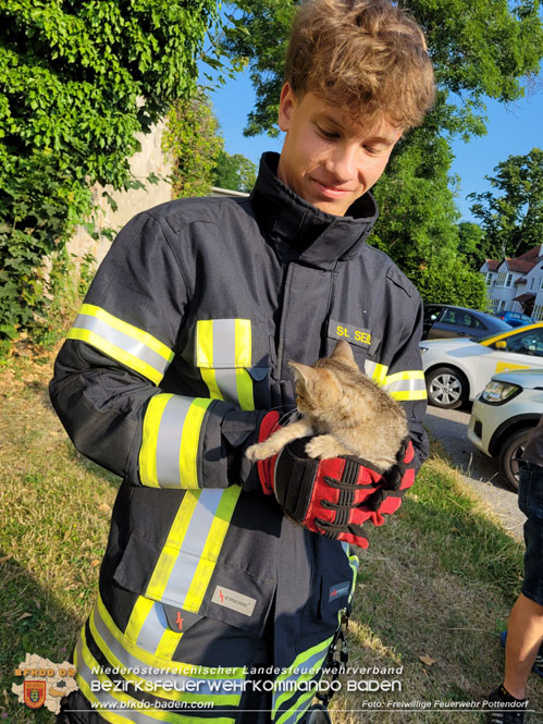 20230717 Kleine Katze aus Motorraum befreit  Foto: Freiwillige Feuerwehr Pottendorf
