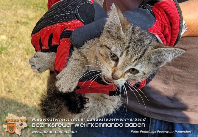 20230717 Kleine Katze aus Motorraum befreit  Foto: Freiwillige Feuerwehr Pottendorf