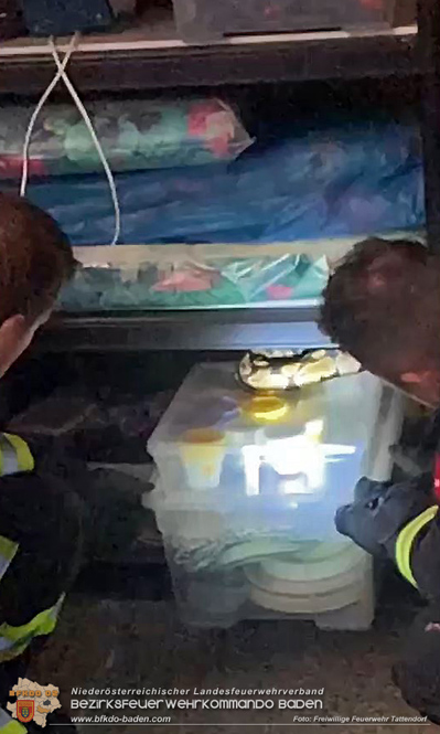 20230717 Königs Python sorgt für Feuerwehreinsatz Foto: Freiwillige Feuerwehr Tattendorf 20230717 Königs Python sorgt für Feuerwehreinsatz Foto: Freiwillige Feuerwehr Tattendorf