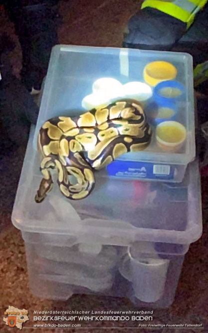 20230717 Königs Python sorgt für Feuerwehreinsatz Foto: Freiwillige Feuerwehr Tattendorf 20230717 Königs Python sorgt für Feuerwehreinsatz Foto: Freiwillige Feuerwehr Tattendorf