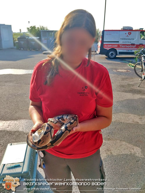 20230717 Königs Python sorgt für Feuerwehreinsatz Foto: Freiwillige Feuerwehr Tattendorf 20230717 Königs Python sorgt für Feuerwehreinsatz Foto: Freiwillige Feuerwehr Tattendorf