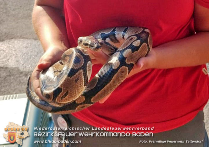 20230717 Königs Python sorgt für Feuerwehreinsatz  Foto: Freiwillige Feuerwehr Tattendorf