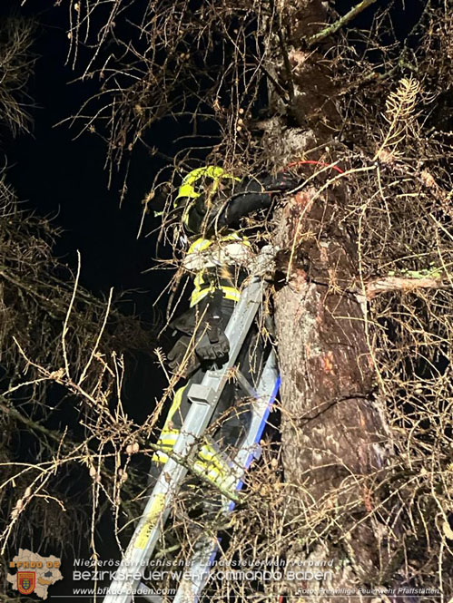 20231222 Baum drohte auf Gebäude zu stürzen  Foto: Freiwillige Feuerwehr Pfaffstätten