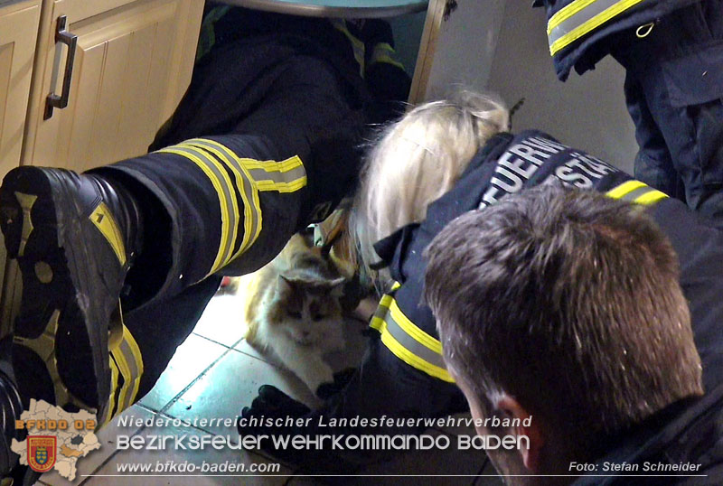 20240106_Feuerwehr rettet „Carlo" in Pfaffstaetten aus Kuechenzeile  Foto: Stefan Schneider BFKDO BADEN