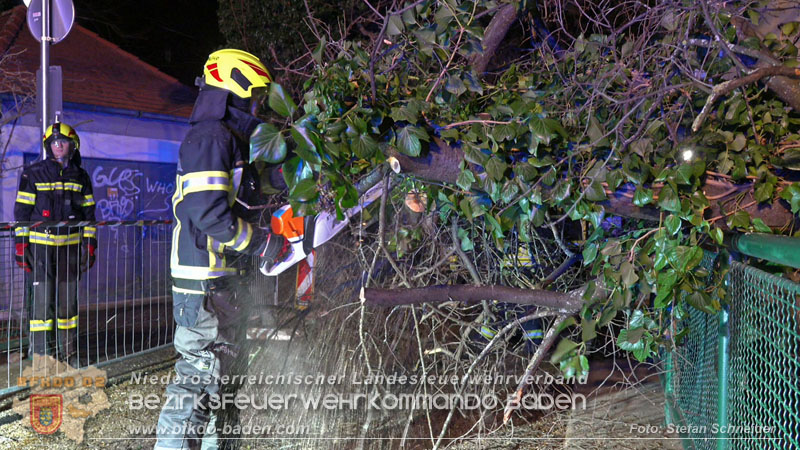 20240123 Sturmschaden - Baum stürzt auf Brückengeländer in Tribuswinkel  Foto: Stefan Schneider
