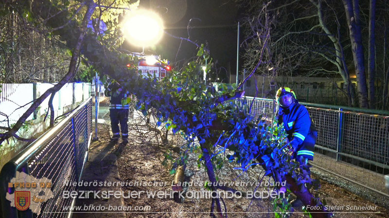 20240123 Sturmschaden - Baum stürzt auf Brückengeländer in Tribuswinkel  Foto: Stefan Schneider