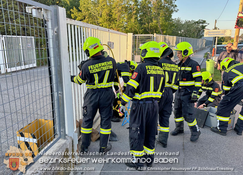 20240511 Reh hängt in Einfahrtstor fest  Foto: ASB Christopher Neumayer FF Schönau/Triesting