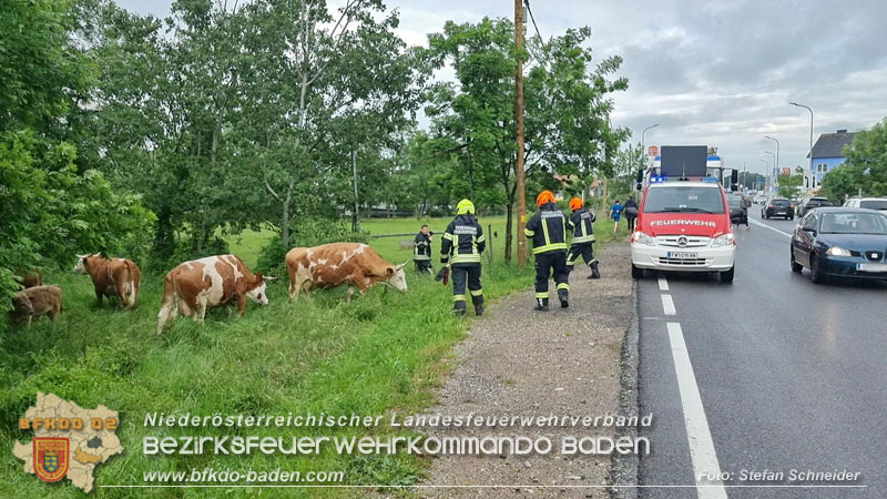 20240517 Tierrettung in Tribuswinkel B210   Foto: Stefan Schneider