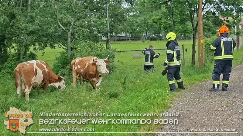 20240517 Tierrettung in Tribuswinkel B210   Foto: Stefan Schneider