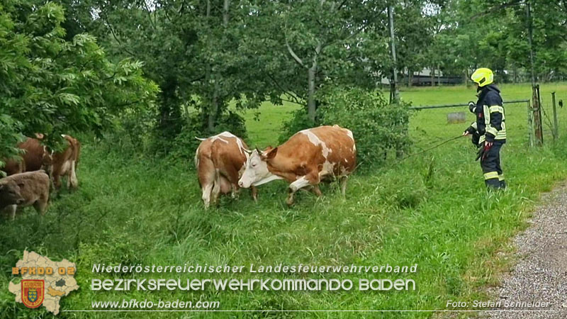 20240517 Tierrettung in Tribuswinkel B210   Foto: Stefan Schneider