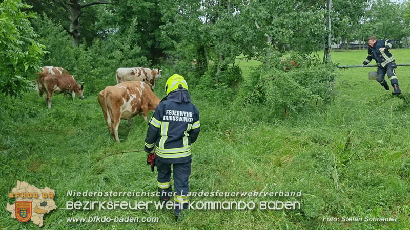 20240517 Tierrettung in Tribuswinkel B210   Foto: Stefan Schneider