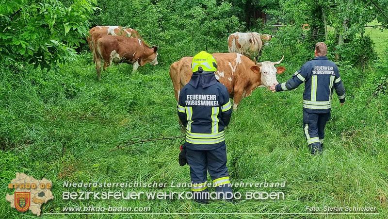 20240517 Tierrettung in Tribuswinkel B210   Foto: Stefan Schneider