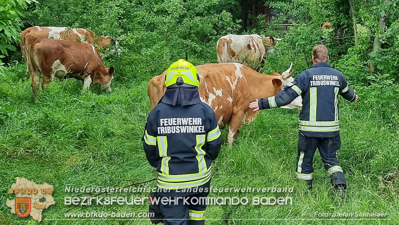 20240517 Tierrettung in Tribuswinkel B210   Foto: Stefan Schneider