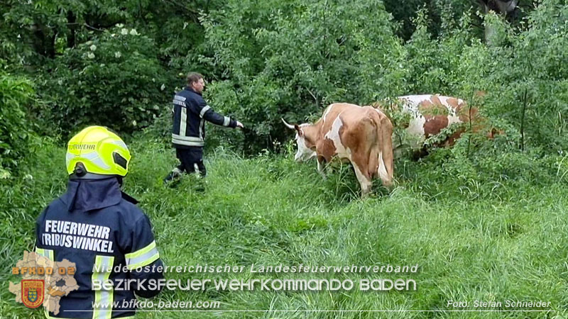 20240517 Tierrettung in Tribuswinkel B210   Foto: Stefan Schneider