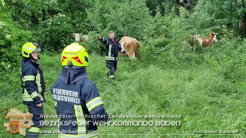 20240517 Tierrettung in Tribuswinkel B210   Foto: Stefan Schneider