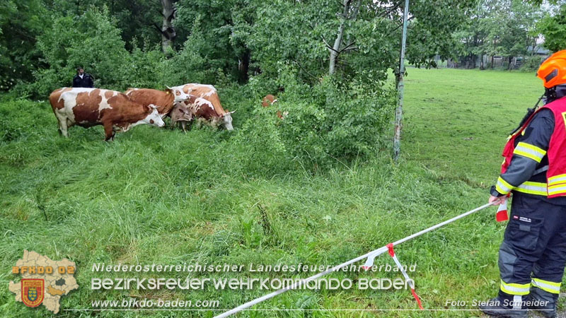 20240517 Tierrettung in Tribuswinkel B210   Foto: Stefan Schneider