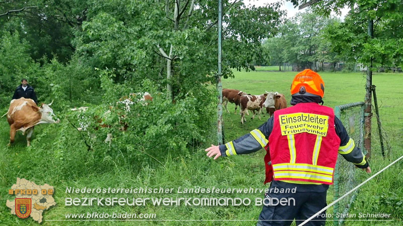 20240517 Tierrettung in Tribuswinkel B210   Foto: Stefan Schneider