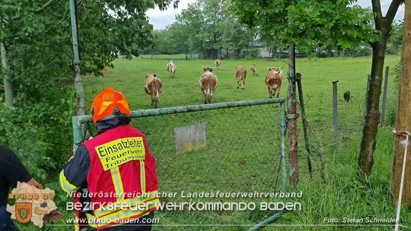 20240517 Tierrettung in Tribuswinkel B210   Foto: Stefan Schneider
