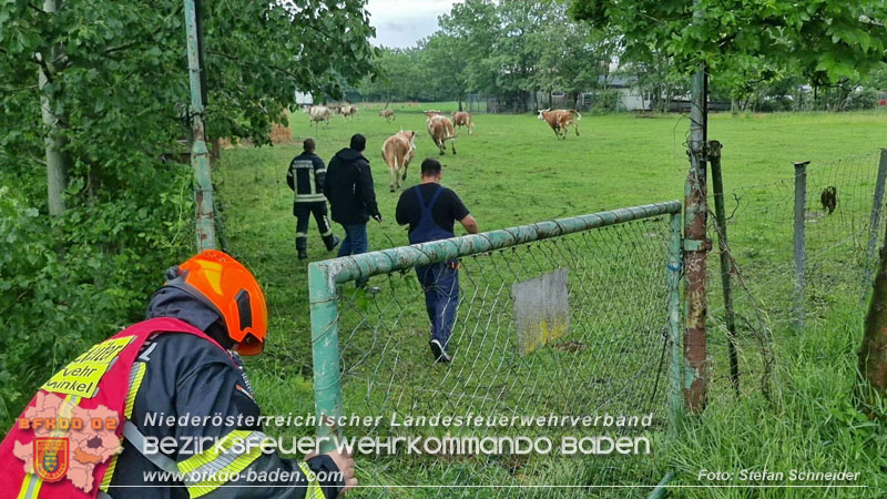 20240517 Tierrettung in Tribuswinkel B210   Foto: Stefan Schneider