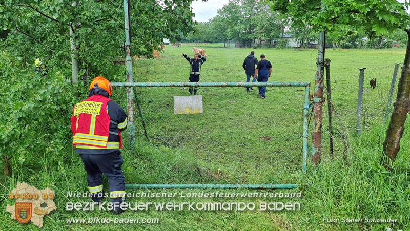 20240517 Tierrettung in Tribuswinkel B210   Foto: Stefan Schneider