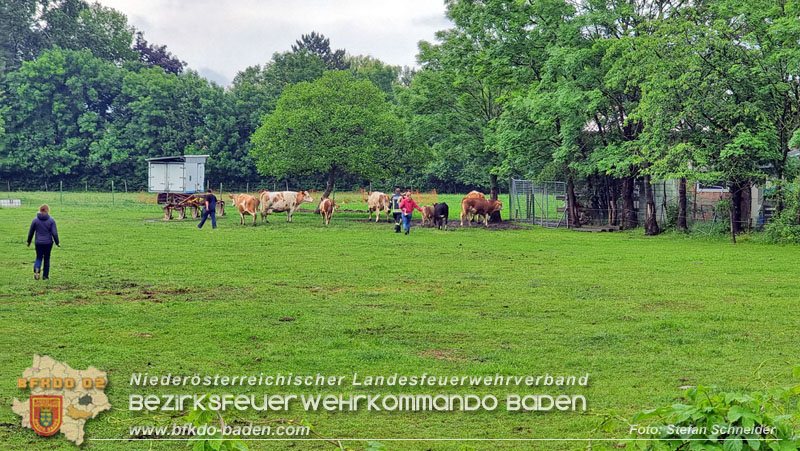 20240517 Tierrettung in Tribuswinkel B210   Foto: Stefan Schneider