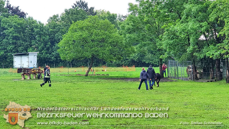 20240517 Tierrettung in Tribuswinkel B210   Foto: Stefan Schneider