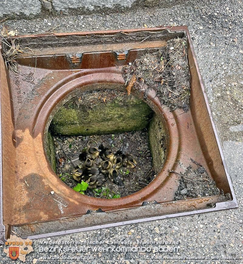 20240530_Küken im Straßenablauf gefangen! - Tierrettung in St.Veit/Triesting Foto: Freiwillige Feuerwehr St.Veit/Triesting 20240530_Küken im Straßenablauf gefangen! - Tierrettung in St.Veit/Triesting Foto: Freiwillige Feuerwehr St.Veit/Triesting